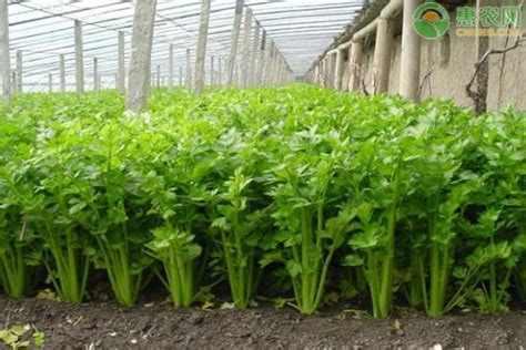 芹菜种植方法