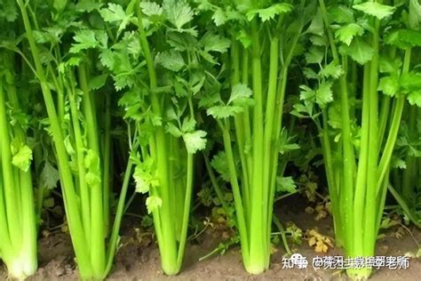 芹菜种植用什么肥