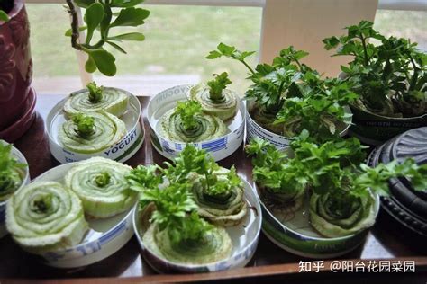 芹菜种植盆栽过程