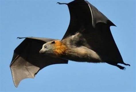 苏州空中蝙蝠是什么导致的