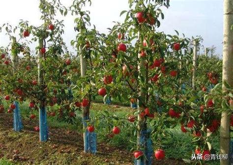 苹果矮化栽培技术