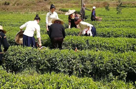 茶叶养殖合作社怎么申请