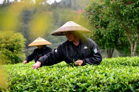 茶叶种植如何推广