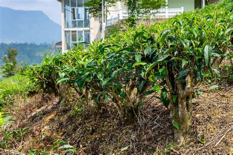 茶树的种植季节