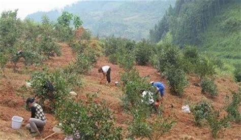 茶树苗栽种方法