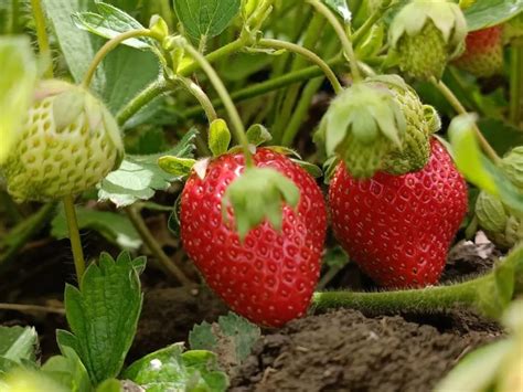 草莓何时种植效益最好