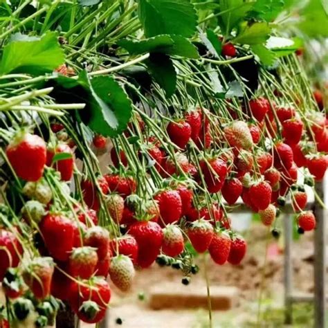 草莓几月份种植和成熟