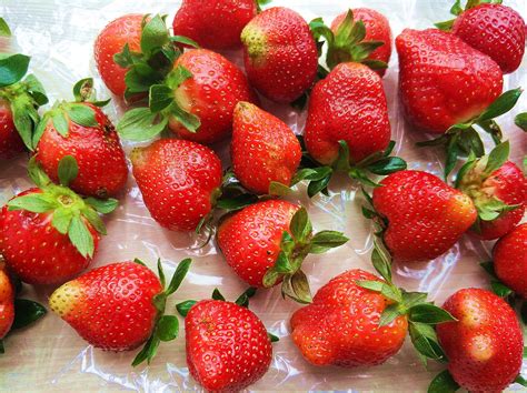 草莓到底能不能种