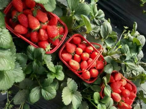草莓可以一直种着吗