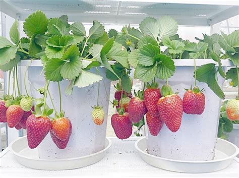 草莓在家里怎么种植