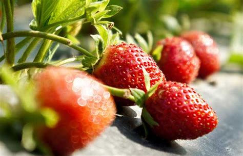 草莓大概在什么时候种植