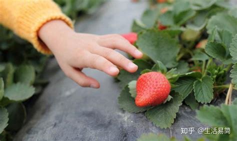 草莓如何种得又大又甜