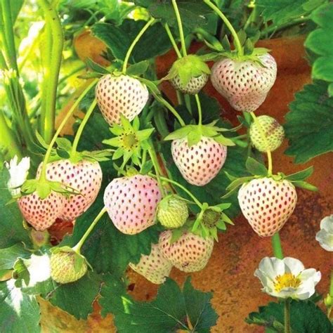 草莓如何种植才结果更多