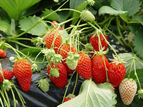 草莓怎么种才可以种的又大又甜