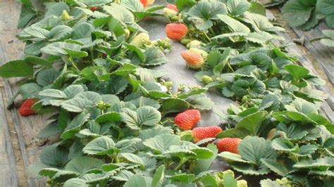 草莓怎样在地里种植