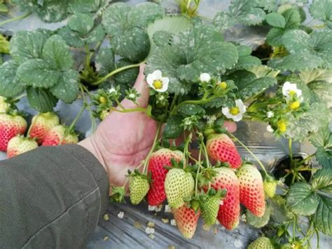 草莓旺长的解决方法