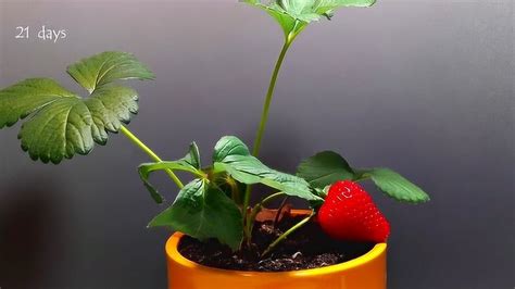草莓是怎么生长的视频