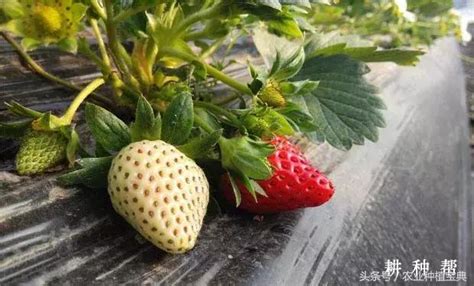 草莓栽培株距是多少