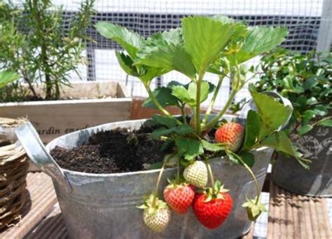 草莓用深盆还是浅盆种