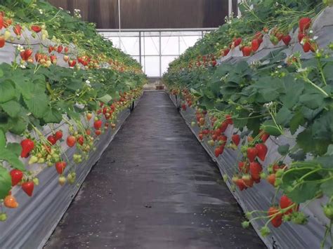 草莓的新型种植技术