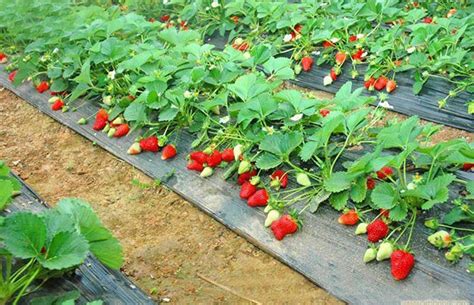 草莓的种植方法和利润