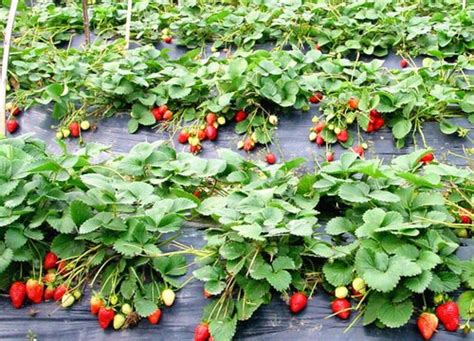 草莓的种植株距是多远