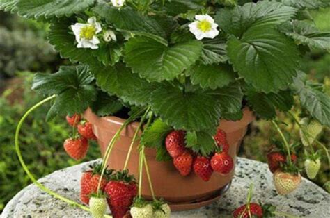 草莓种子泡水催芽
