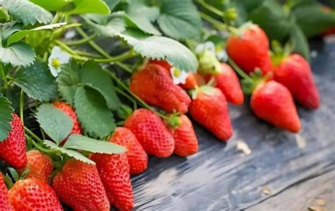 草莓种植亩产多少利润多少