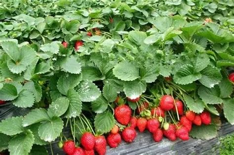草莓种植前景及利润