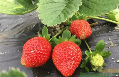 草莓种植前景最新