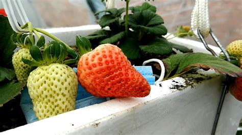 草莓种植原来这么简单