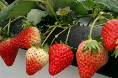 草莓种植周期及利润