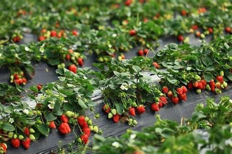 草莓种植条件及管理