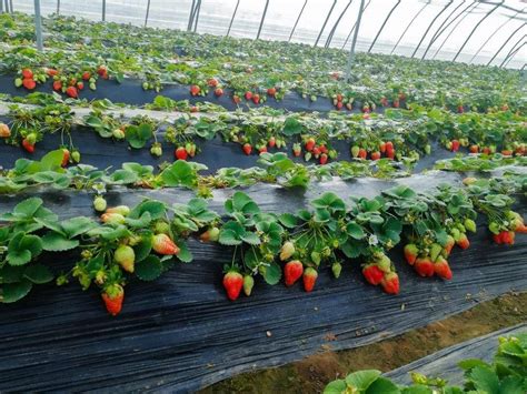 草莓种植的必需营养肥料