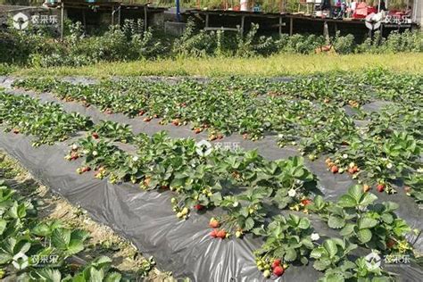 草莓种植的行距与株距