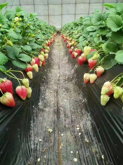 草莓种植间隙