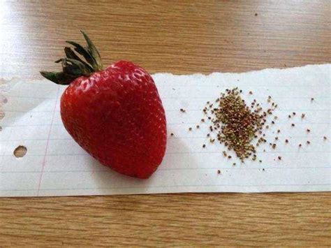 草莓籽是什么时候种