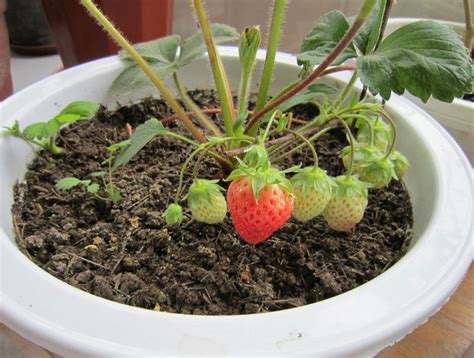 草莓苗盆栽用什么土好