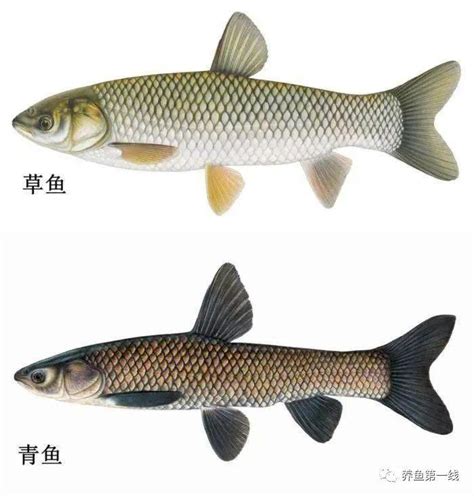 草鱼和青鱼的区别图片