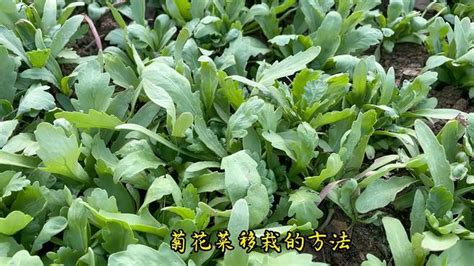菊花菜播种时间