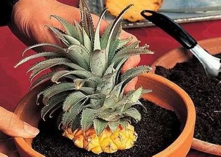 菠萝怎么能栽出盆栽