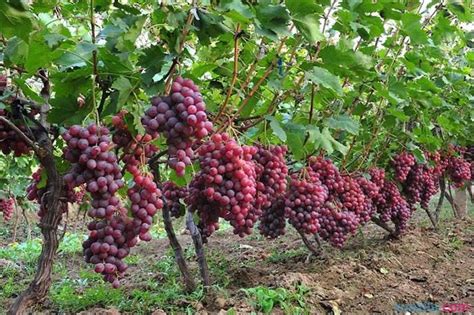 葡萄什么时间种植