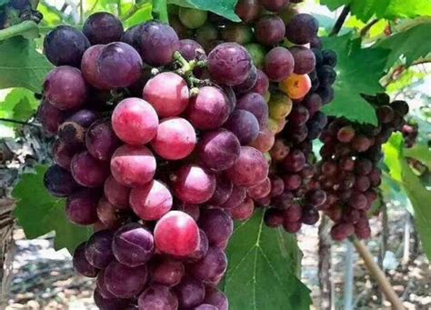 葡萄几月份种植几月份熟