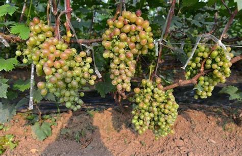 葡萄可以几月份种植