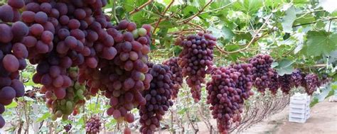 葡萄哪个时候种植好呢
