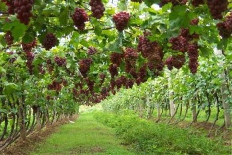葡萄如何种植最好