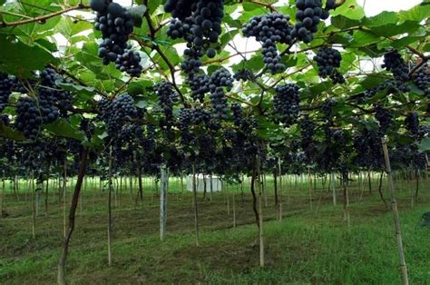 葡萄标准化种植管理技术