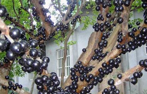葡萄树怎么繁育