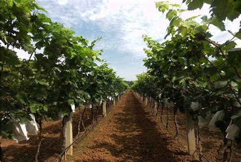 葡萄树种植方法及过程