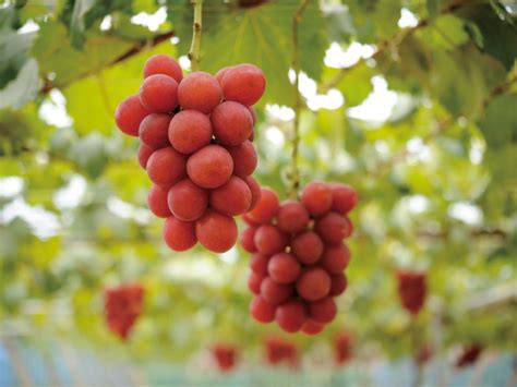 葡萄界的爱马仕是什么葡萄